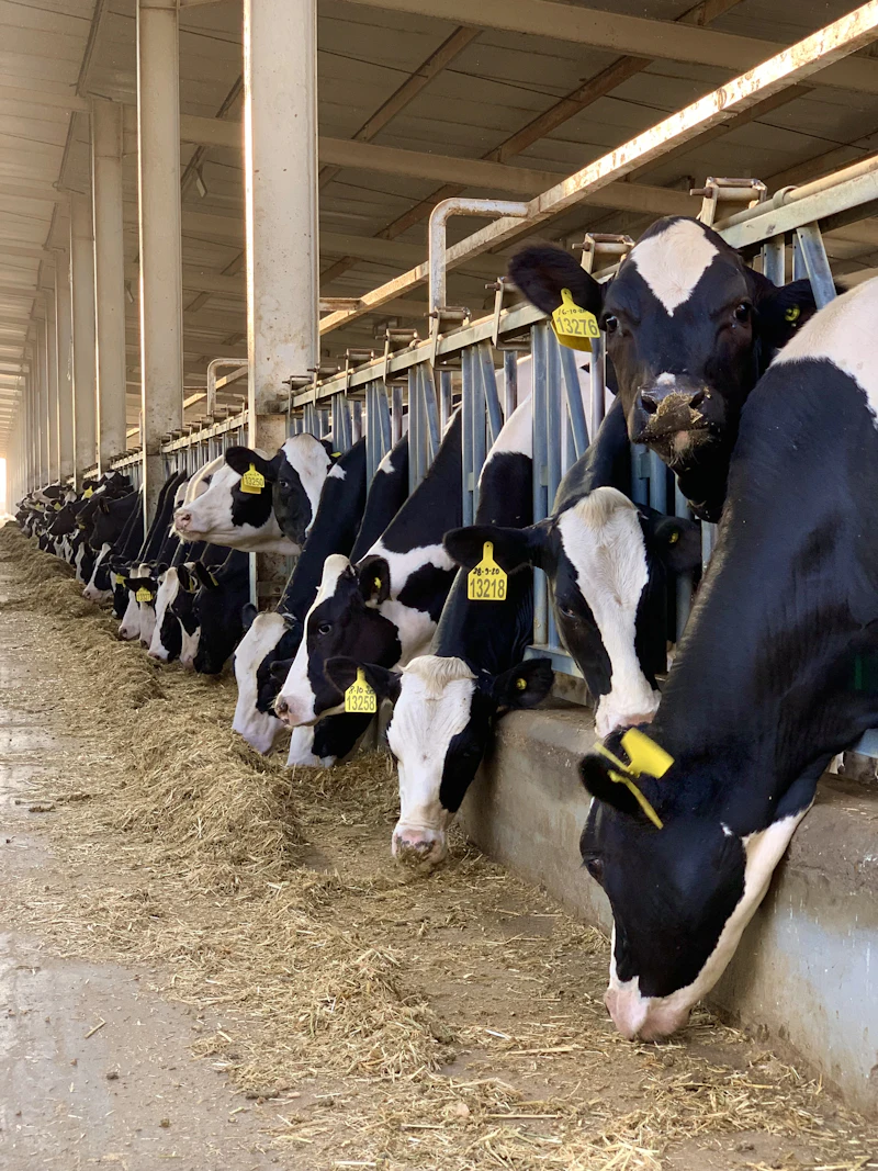 Melkkoeien met oormerken aan het voerhek in de stal
